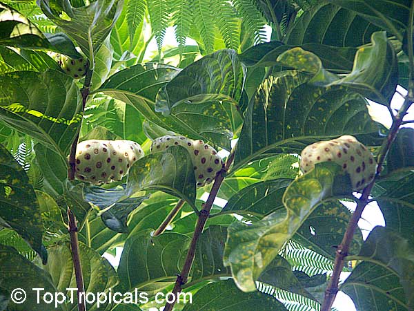Noni fruit on a branch