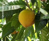 Canistel Sapote tree, Pouteria campechiana 

Click to see full-size image