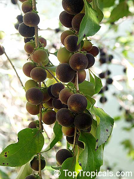 Dovyalis hebecarpa, Dovyalis abyssinica, Tropical Apricot, Ketembilla, Ceylon Gooseberry