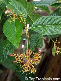 Palicourea guianensis, Showy cappel

Click to see full-size image