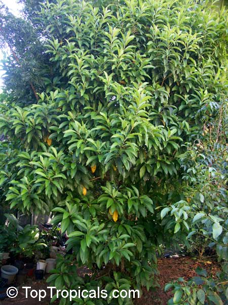 Miconia pyramidalis, Velvet Tree