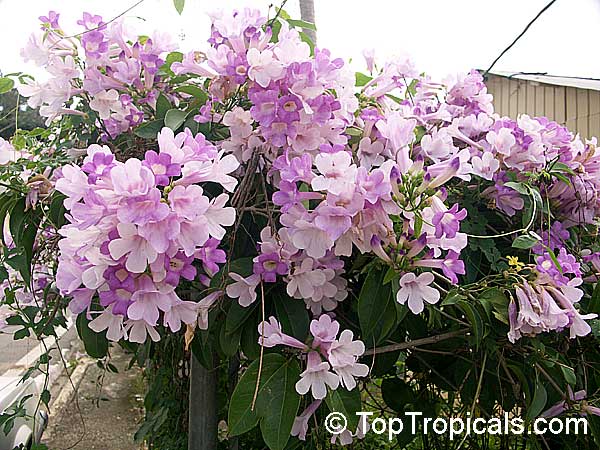 Mansoa alliacea (Garlic Vine) bloom