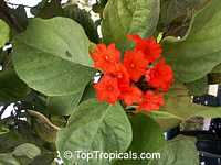Cordia sebestena, Geiger Tree, Scarlet Cordia, Aloe Wood

Click to see full-size image