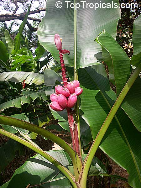 Musa velutina, Hairy Banana, Pink Banana