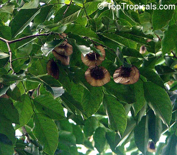 Pterocarpus macrocarpus, Gum-Kino Tree, Burma Padauk, Mai Pradoo, Pradu