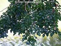 Pterocarpus macrocarpus, Gum-Kino Tree, Burma Padauk, Mai Pradoo, Pradu

Click to see full-size image