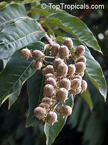 Lagerstroemia floribunda, Kedah Bungor, Crepe Myrtle