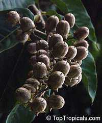 Lagerstroemia floribunda, Kedah Bungor, Crepe Myrtle

Click to see full-size image