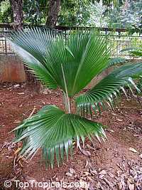 Pritchardia pacifica, Fiji Fan Palm

Click to see full-size image