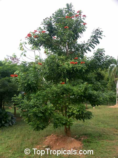 Spathodea campanulata, African Tulip Tree, Scarlet Bell Tree, Fountain Tree