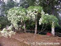 Euphorbia leucocephala, Pascuita, Snows of Kilimanjaro, White Small Leaf Poincettia, Snow Bush, White-laced euphorbia, Snow Flake, Poinsettia

Click to see full-size image