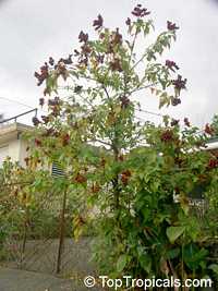 Bixa orellana, Lipstick tree, Annato

Click to see full-size image
