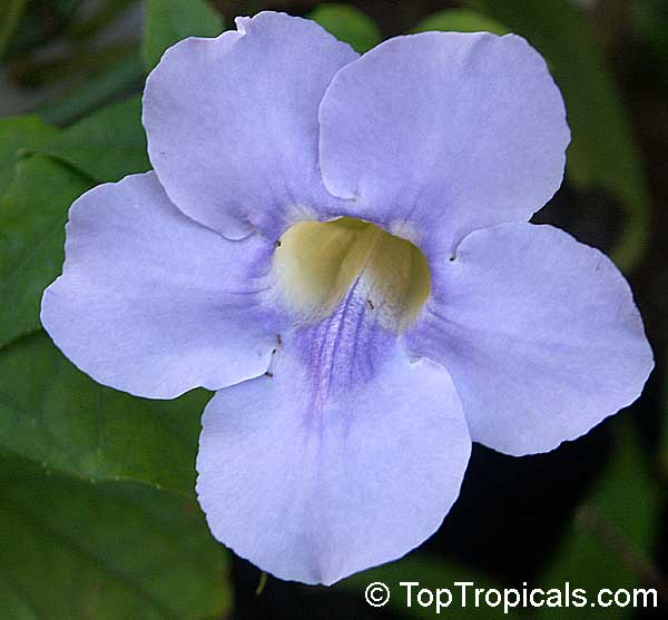 Thunbergia grandiflora, Blue Trumpet Vine, Blue Sky vine, Scrambling sky flower