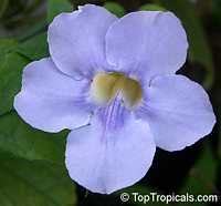 Thunbergia grandiflora, Blue Trumpet Vine, Blue Sky vine, Scrambling sky flower

Click to see full-size image