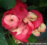 Euphorbia milii, Crown of thorns

Click to see full-size image