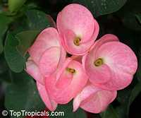 Euphorbia millii - Peach Crown of thorns

Click to see full-size image