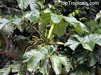 Cecropia peltata, Cecropia, Yagrumo, Guarumo

Click to see full-size image
