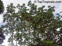 Cecropia peltata, Cecropia, Yagrumo, Guarumo