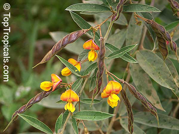 Cajanus cajan Bicolor Fuerte - Pigeon Pea