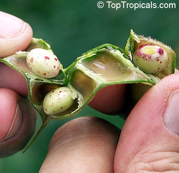 Cajanus cajan (Pigeon Pea)