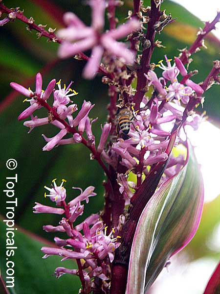 Cordyline fruticosa, Cordyline terminalis, Hawaiian Ti Leaf