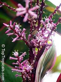 Cordyline fruticosa, Cordyline terminalis, Hawaiian Ti Leaf

Click to see full-size image