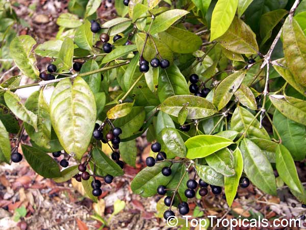 Ardisia obovata, Icacorea guadalupensis, Mamayuelo, Guadeloupe marlberry