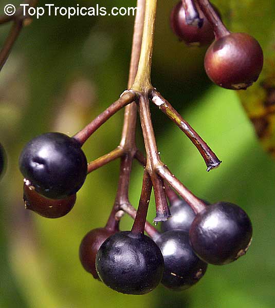 Ardisia obovata, Icacorea guadalupensis, Mamayuelo, Guadeloupe marlberry