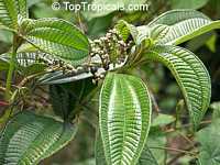 Miconia pyramidalis, Velvet Tree

Click to see full-size image