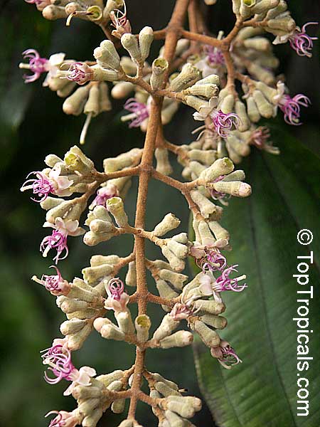 Miconia sp., Miconia, Velvet Tree