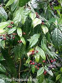 Ardisia obovata, Icacorea guadalupensis, Mamayuelo, Guadeloupe marlberry

Click to see full-size image