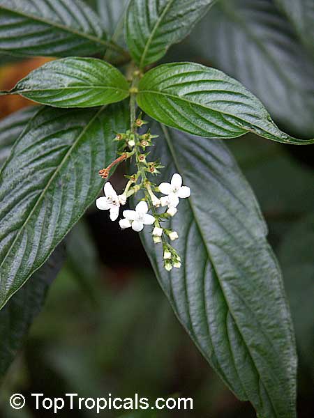 Gonzalagunia sp., Mata-de-mariposa, Rabo de raton