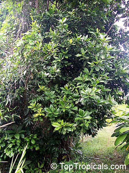 Pouteria multiflora, Broadleaved Lucuma, Chocky Apple, Jacana
