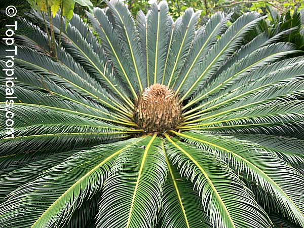 Cycas revoluta, Sago Palm, King Sago