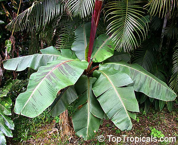 Ensete ventricosum, Musa arnoldiana, Musa ensete Maurelii, Red banana, Abyssinian banana, Ethiopian banana