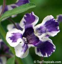 Angelonia salicariaefolia, Violet-flowered Angelonia

Click to see full-size image