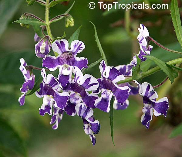 Angelonia salicariaefolia, Violet-flowered Angelonia