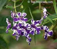 Angelonia salicariaefolia, Violet-flowered Angelonia

Click to see full-size image
