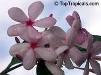 Kopsia fruticosa, Shrub Vinca, Pink Kopsia, Kopsia Merah, Pink Gardenia, Pink Giant Shrub Periwinkle

Click to see full-size image