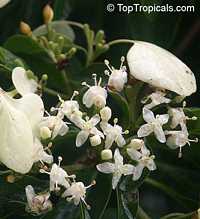 Morinda reticulata, Mapoon Bush, Yellow-dye

Click to see full-size image