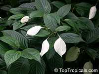 Mussaenda frondosa, Schizomussaenda

Click to see full-size image