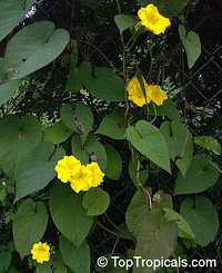 Merremia umbellata, Convolvulus umbellatus, Ipomoea polyanthes, Yellow Merremia, Yellow Wood Rose

Click to see full-size image