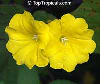 Merremia umbellata, Convolvulus umbellatus, Ipomoea polyanthes, Yellow Merremia, Yellow Wood Rose

Click to see full-size image