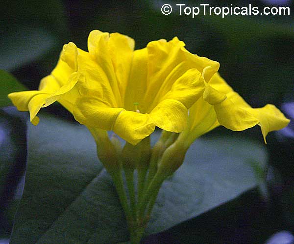 Merremia umbellata, Convolvulus umbellatus, Ipomoea polyanthes, Yellow Merremia, Yellow Wood Rose