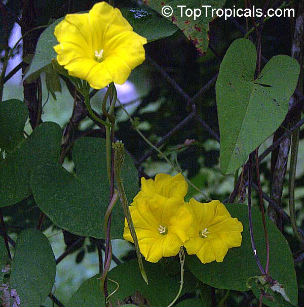 Merremia umbellata, Convolvulus umbellatus, Ipomoea polyanthes, Yellow Merremia, Yellow Wood Rose