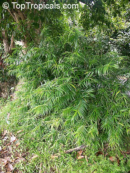 Freycinetia cumingiana, Freycinetia multiflora, Climbing Pandanus, Flowering Pandanus