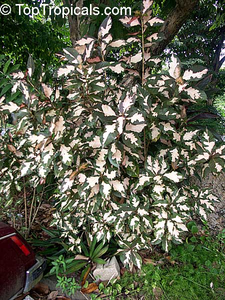 Graptophyllum pictum, Justicia picta, Graptophyllum hortense, Caricature Plant