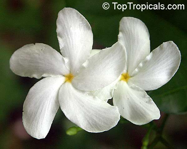Tabernaemontana divaricata, Ervatamia divaricata, Ervatamia coronaria, Pinwheel Jasmine, Crape Jasmine, Crepe Gardenia