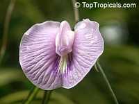 Centrosema sp., Butterfly Pea

Click to see full-size image