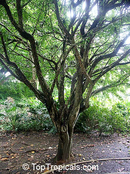 Crescentia cujete, Calabash Tree, Krabasi, Kalebas, Huingo